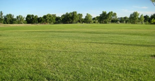 A green grassy field with trees in the distance under a clear blue sky.