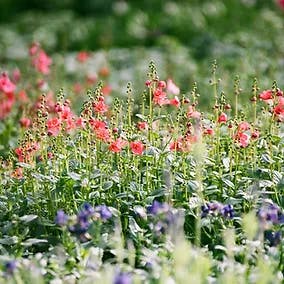 May contain: garden, nature, outdoors, anemone, flower, plant, petal, geranium, vegetation, field, and grassland