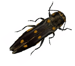 May contain: animal, bee, insect, invertebrate, and wasp