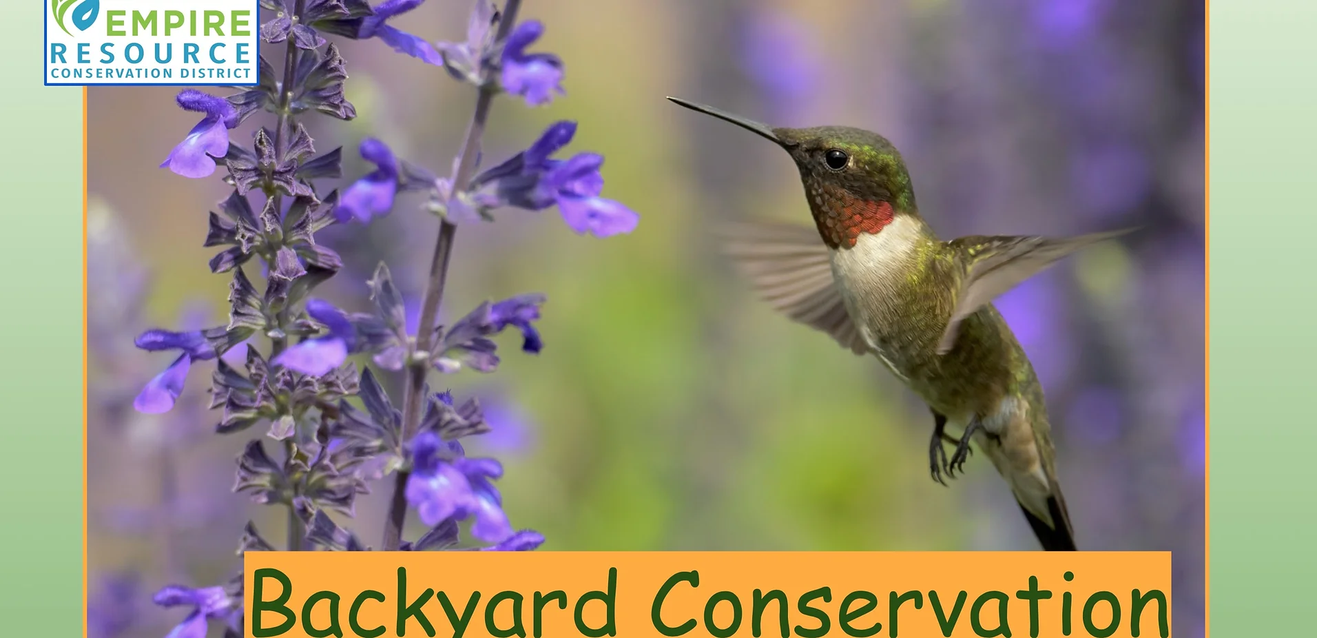 May contain: animal, bird, flower, plant, and hummingbird