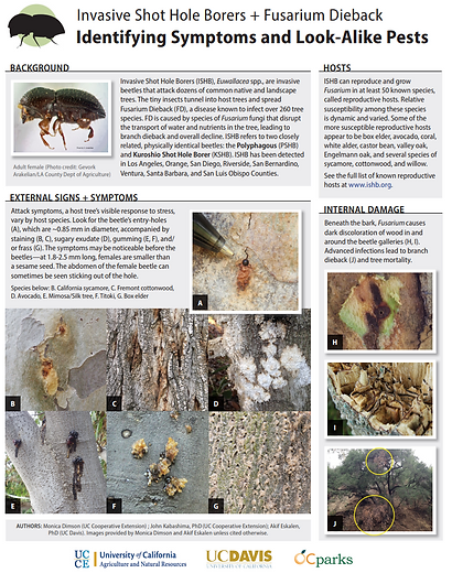 May contain: plant and tree