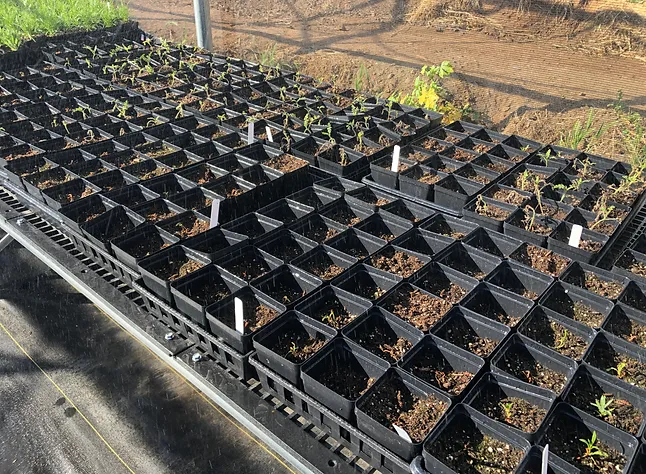 May contain: soil, plant, potted plant, garden, nature, outdoors, and gardening