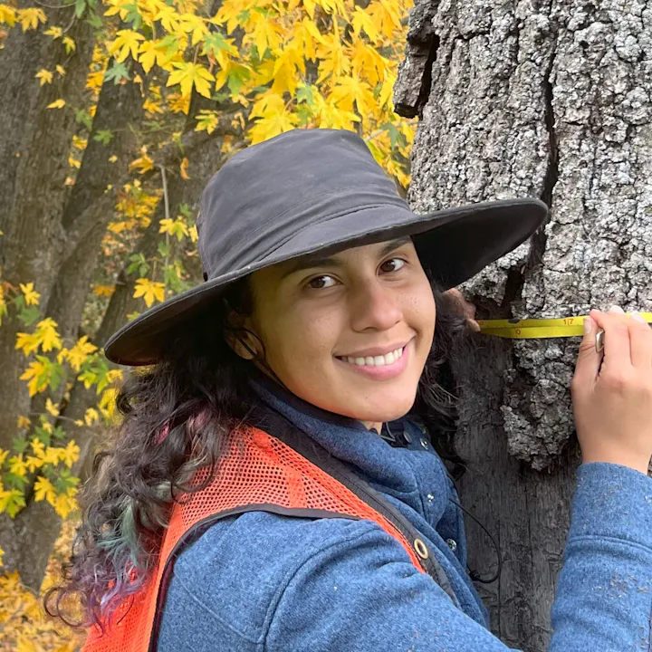 A person wearing a wide-brimmed hat and orange vest measures a tree trunk with a tape in an autumn forest.