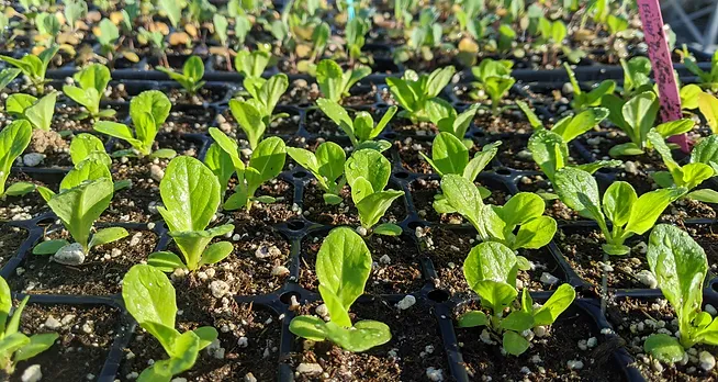 May contain: soil, leaf, plant, potted plant, herbal, herbs, garden, nature, outdoors, agriculture, countryside, and field