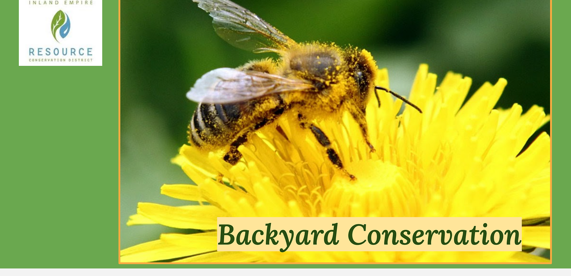 May contain: animal, bee, honey bee, insect, and invertebrate