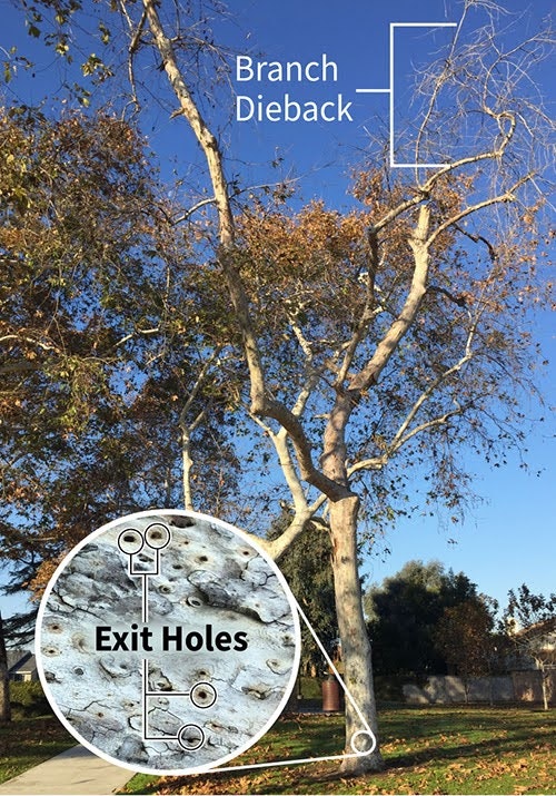 Tree with branch dieback and inset showing exit holes, possibly from pests.
