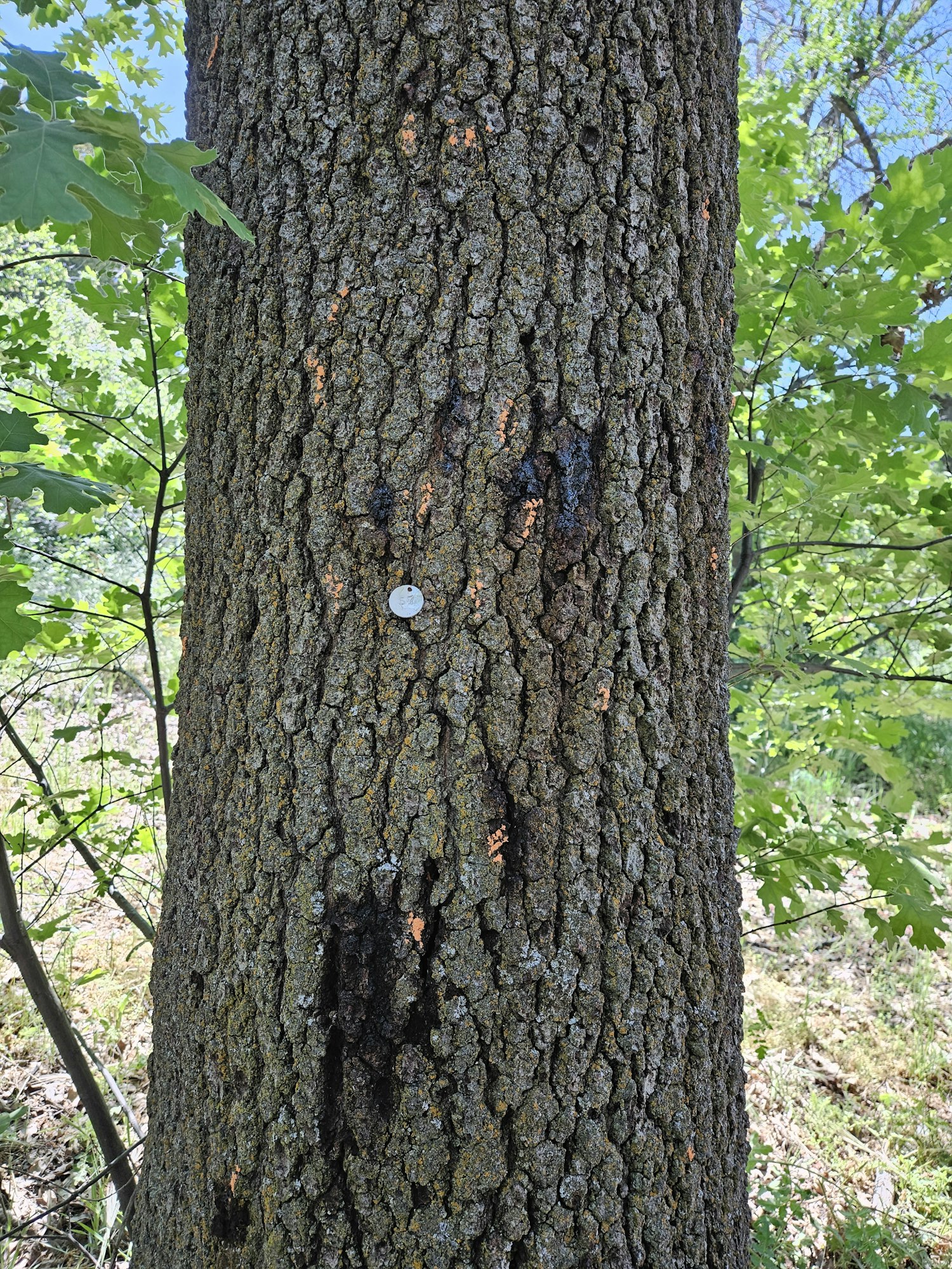 May contain: plant, tree, and tree trunk