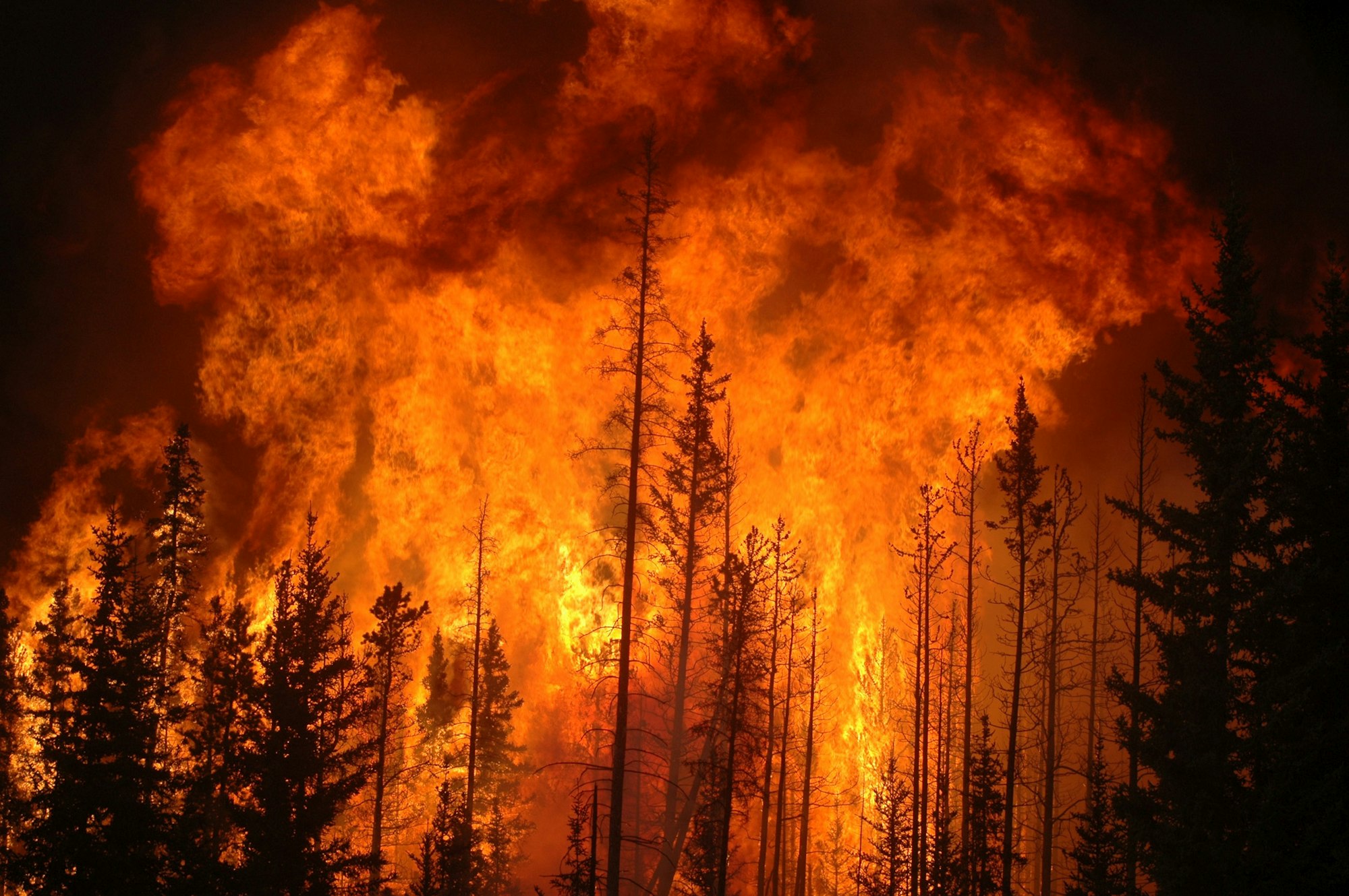 A fierce forest fire engulfing trees with tall flames and thick smoke.