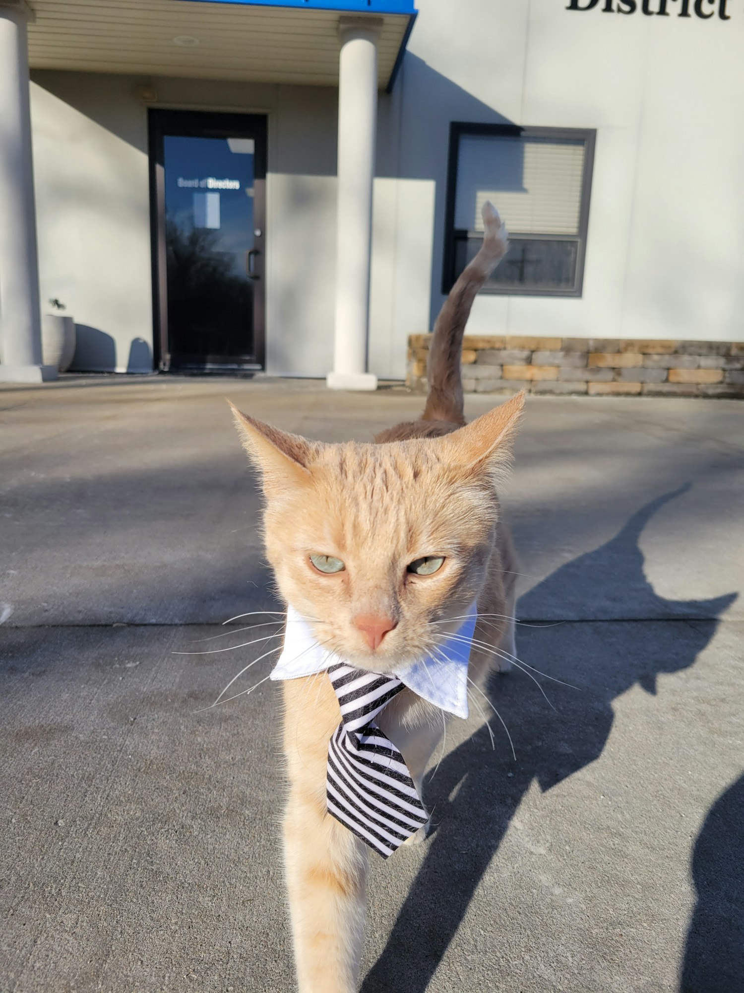 A ginger cat wearing a striped tie, casting a shadow on the ground. (Image is rotated 90 degrees)