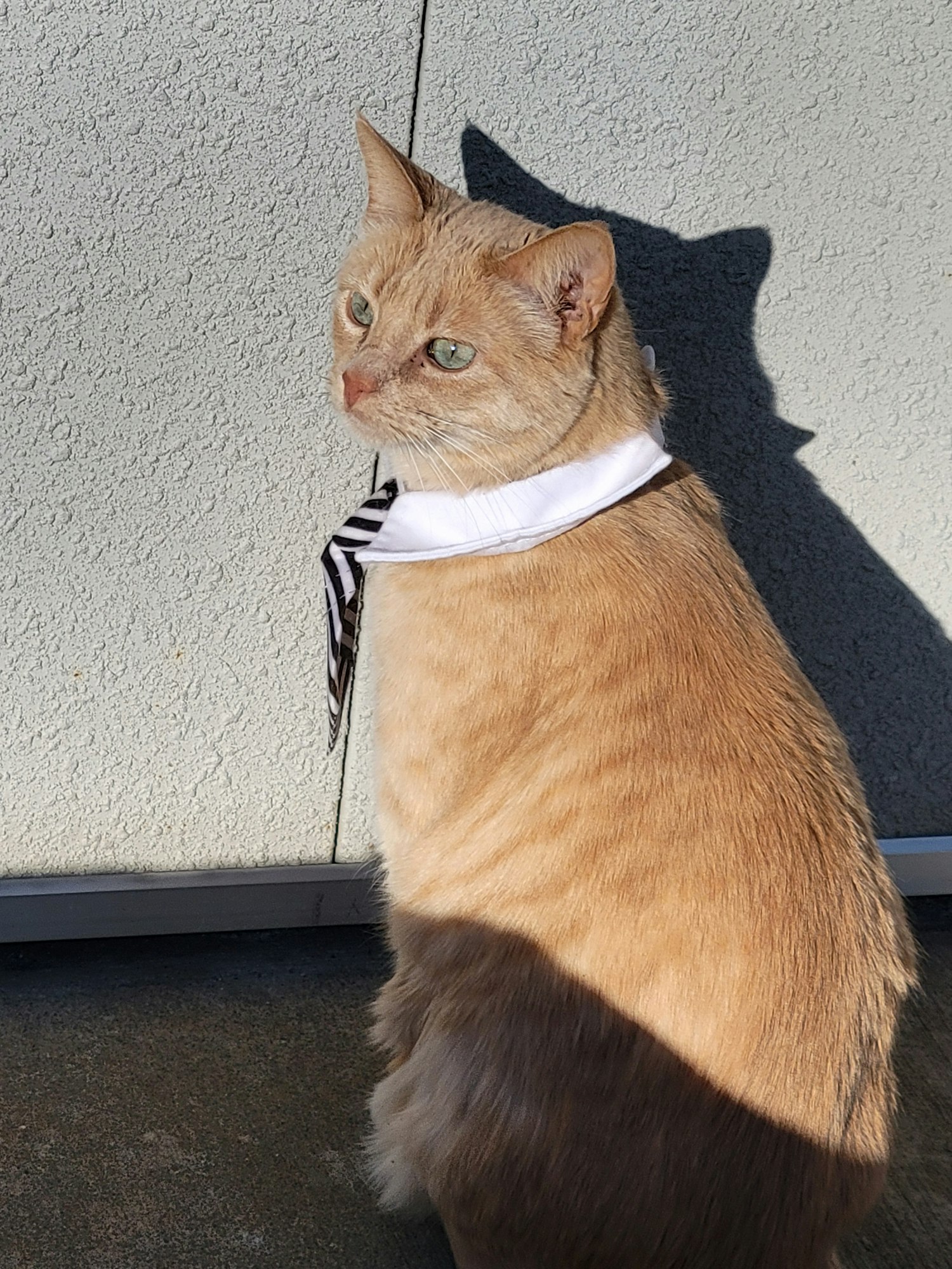 A ginger cat wearing a striped tie lying on the ground, looking up.