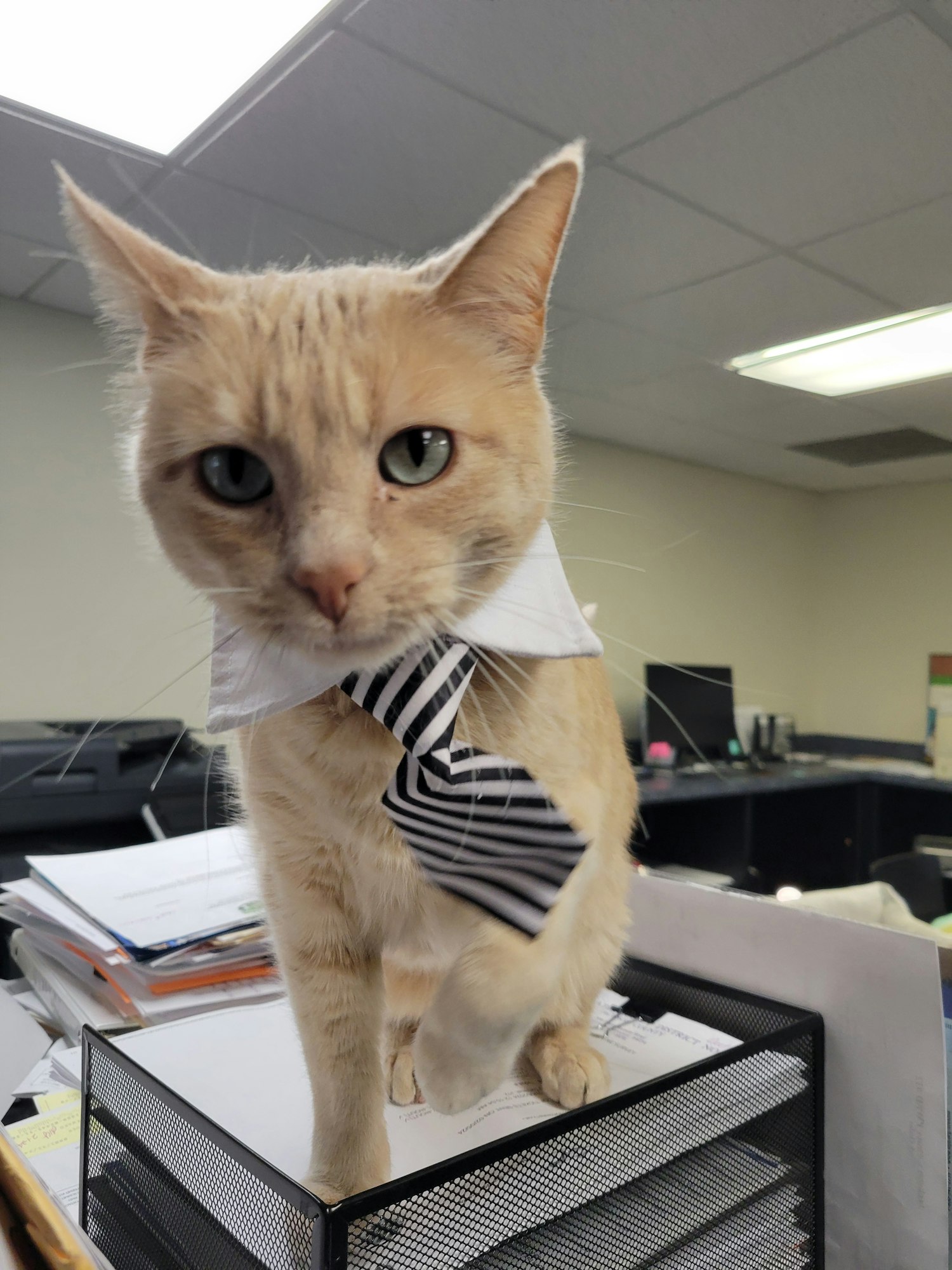 A cute cat wearing a striped bandana, lying on an office desk.