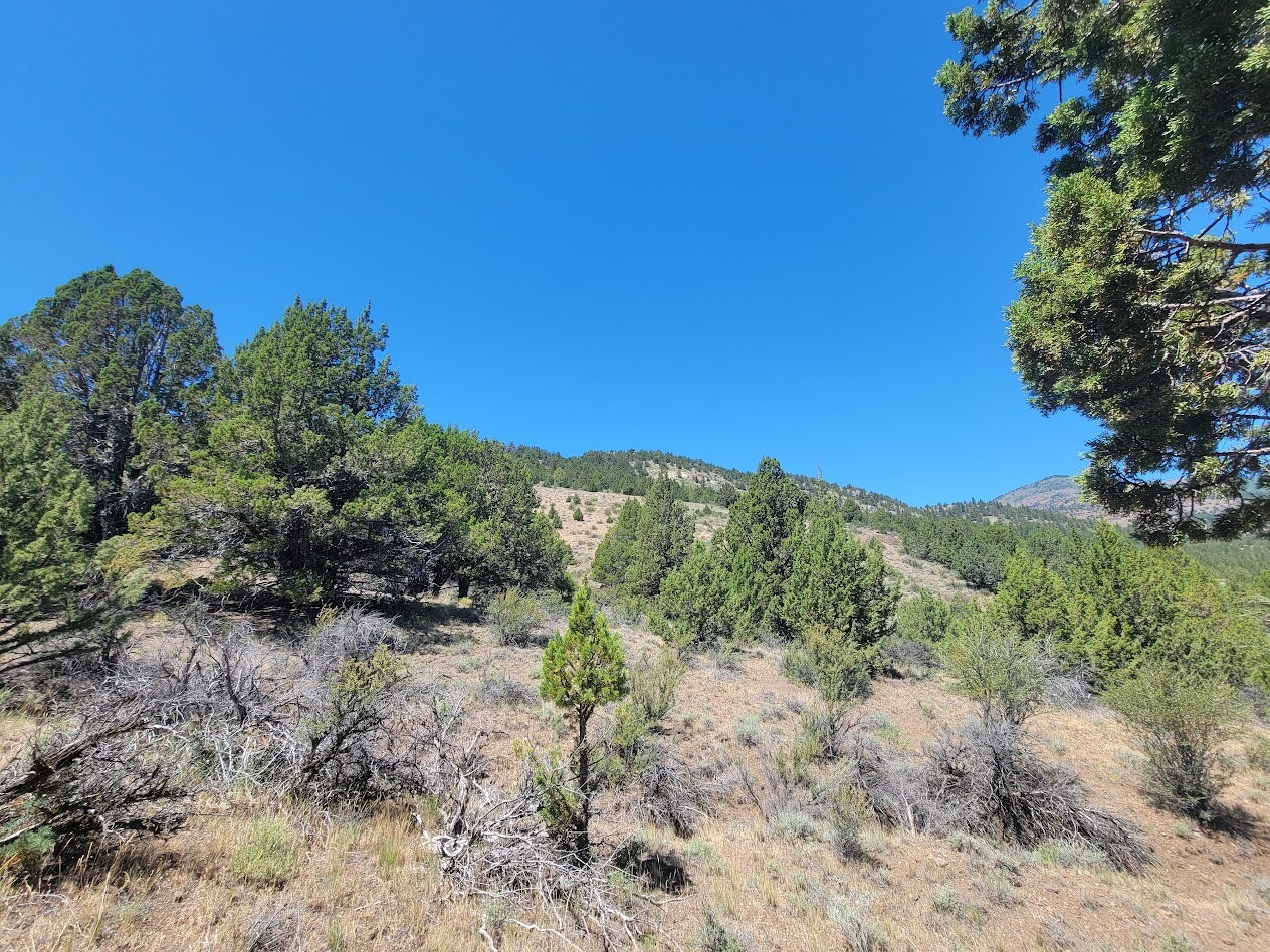 A landscape with green trees, shrubs, and a clear blue sky, showing a rolling hillside in a natural setting.