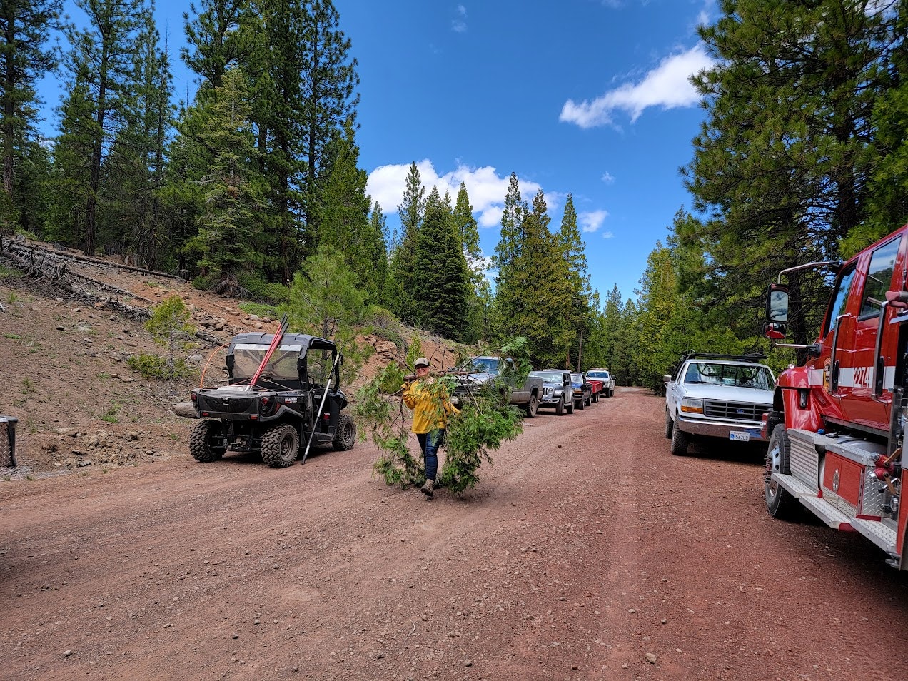 A person carrying a tree branch on a dirt road surrounded by parked vehicles and tall pine trees under a blue sky.