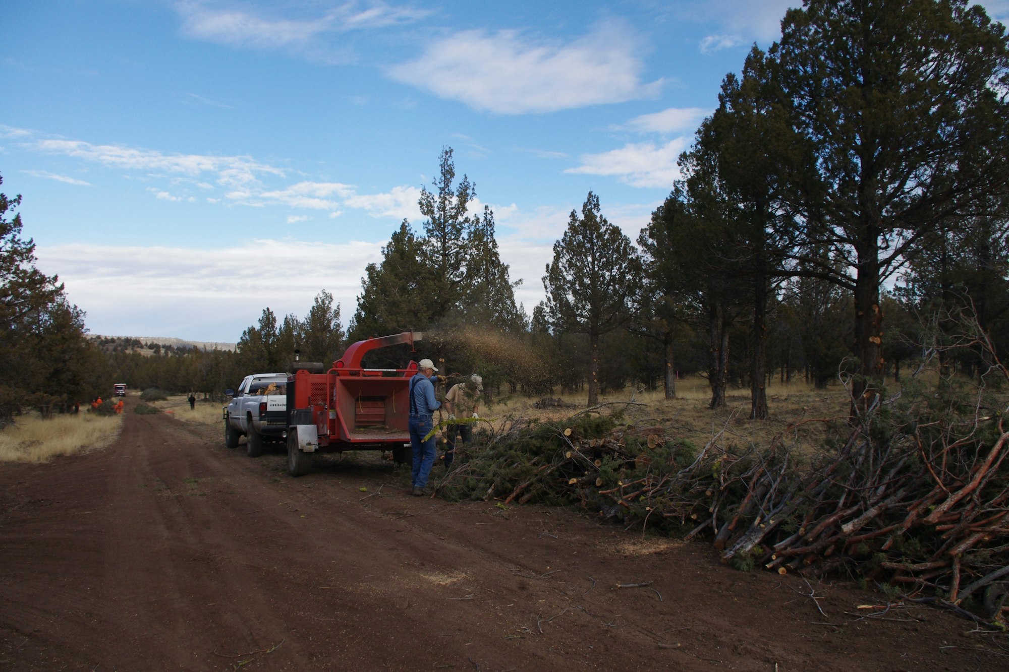 Workers using a wood chipper on a dirt road surrounded by trees, processing large branches into mulch.