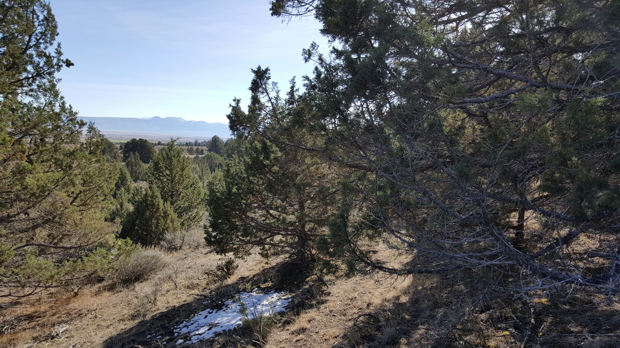 A landscape with pine trees on a grassy hillside, snow patches, and distant mountains under a clear blue sky.