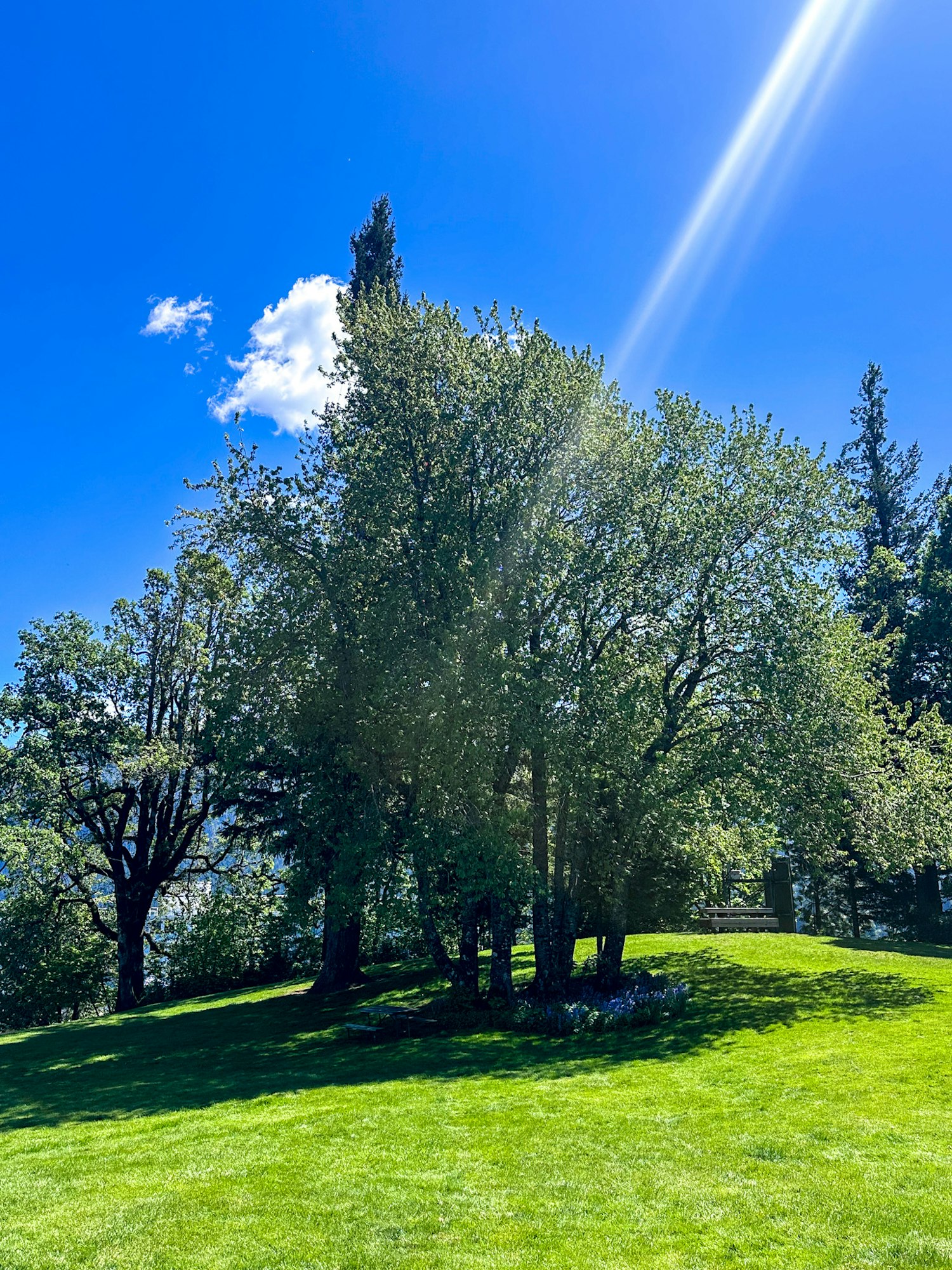 A sunny scene featuring lush green grass, trees casting shadows, and a clear blue sky with a few clouds.