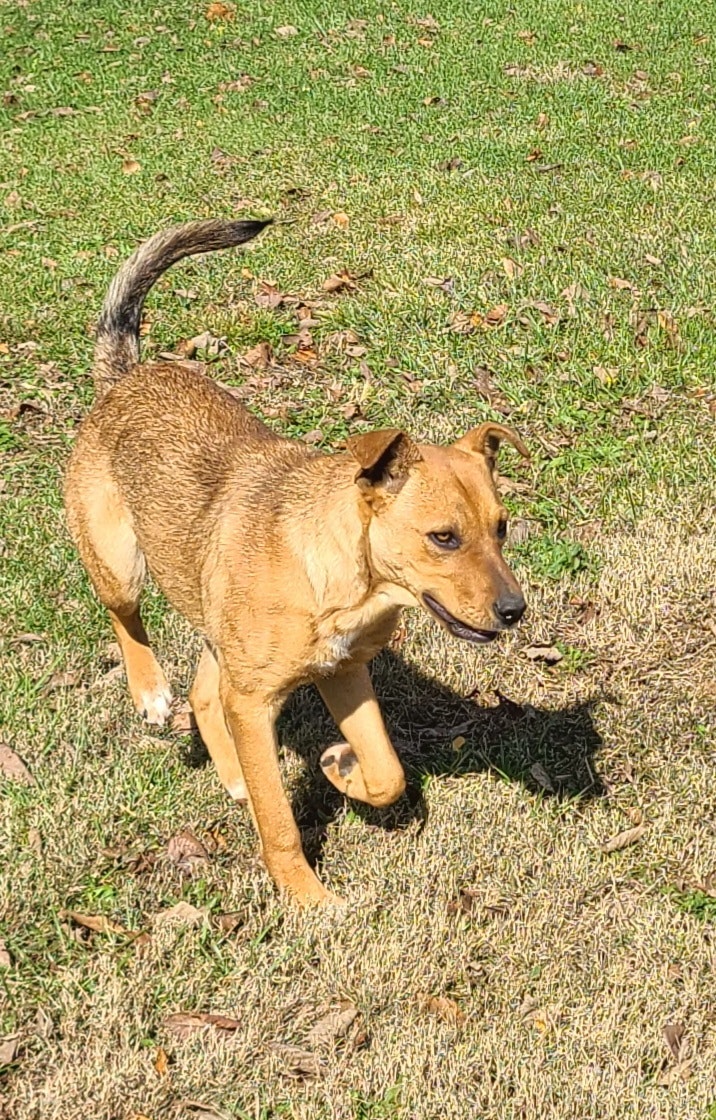 Girl dog 2