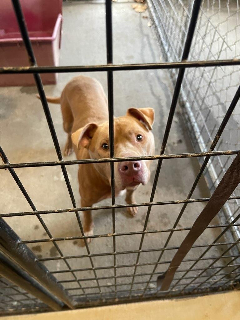 Male found 12/29 in Cole Camp near Fowler. Please contact City Hall at 660-668-4444 if you or someone you know would like to take him home!
