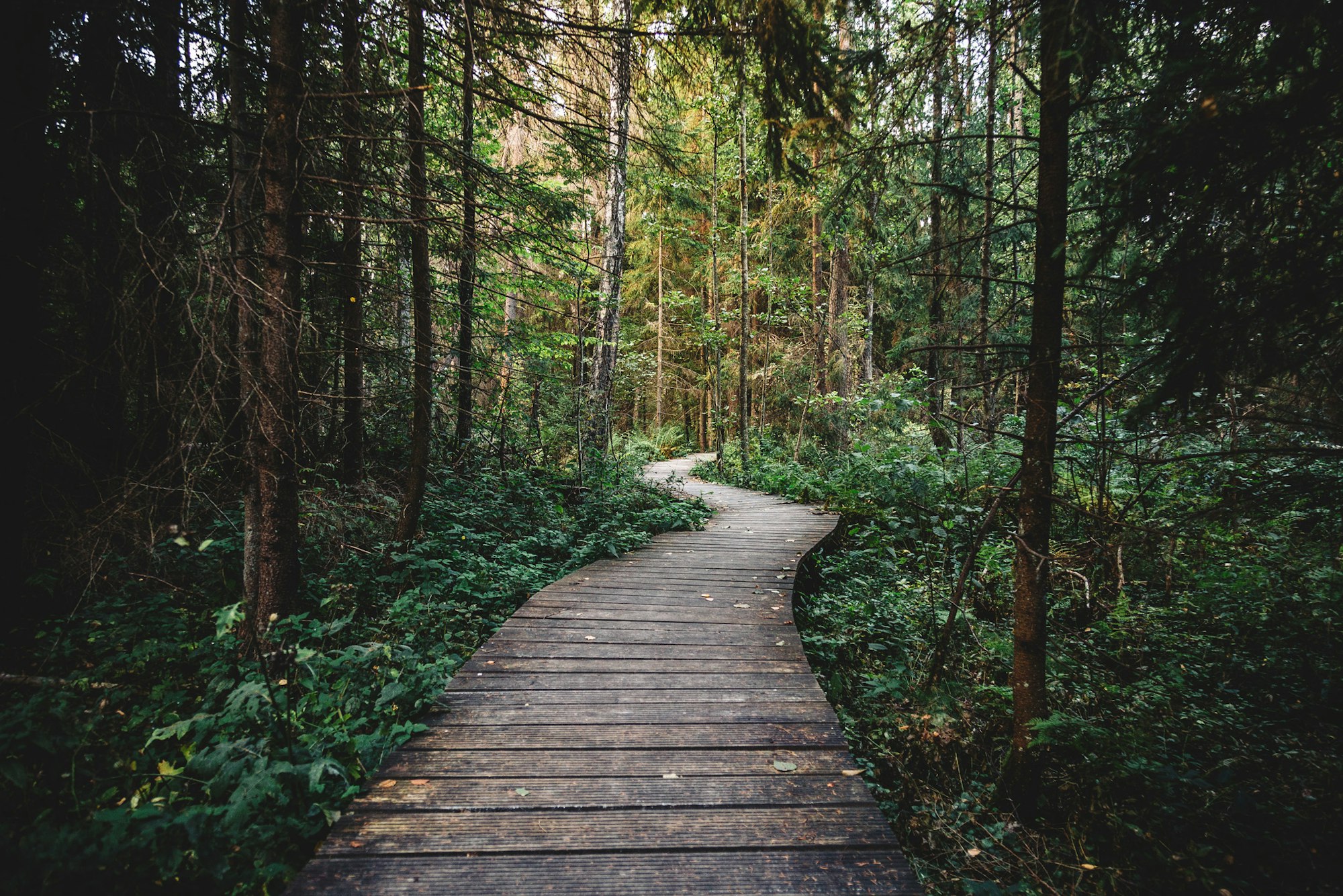 May contain: path, trail, outdoors, nature, boardwalk, bridge, vegetation, plant, and tree