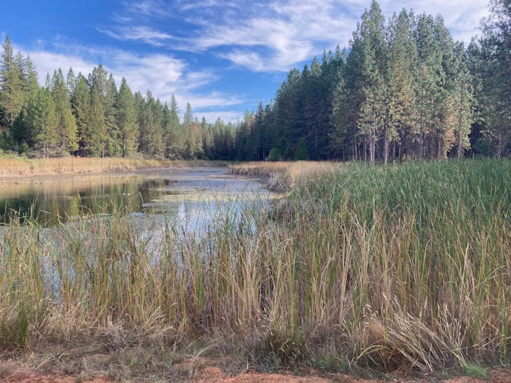 A tranquil pond surrounded by reeds and pine trees under a blue sky with wispy clouds.