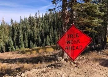 A red "TREE WORK AHEAD" sign in a forest clearing.