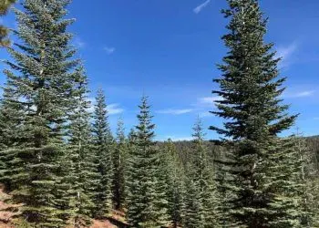 A forest of evergreen trees under a clear blue sky.