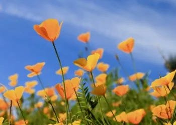 Field of orange poppies against a blue sky.