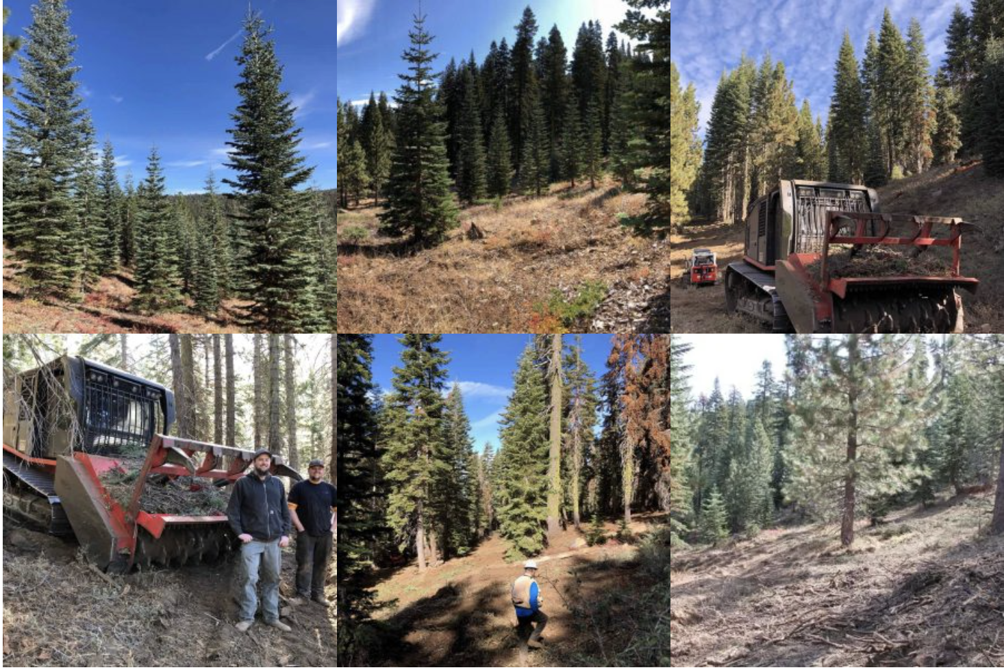 A collage of forest scenes with two men, trees, a track vehicle, and trails.