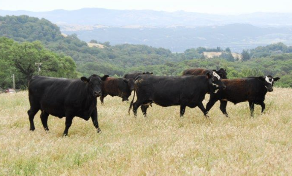 May contain: countryside, farm, nature, outdoors, ranch, rural, angus, animal, bull, cattle, livestock, mammal, cow, field, grassland, and pasture