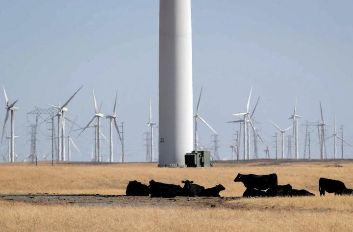 Cows resting in a grassy area near wind turbines and power lines under a clear sky.