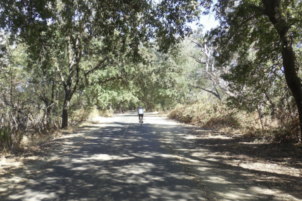 May contain: grove, vegetation, woodland, tree, land, outdoors, nature, plant, path, trail, wilderness, road, jungle, street, city, urban, person, walking, and grass