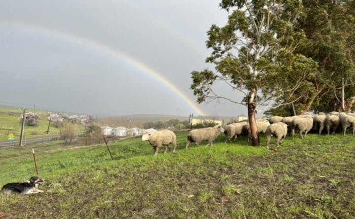 A dog rests on a grassy hillside while a flock of sheep grazes nearby under a rainbow and cloudy sky.