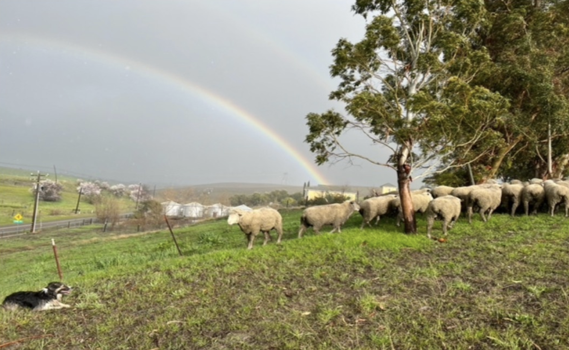 May contain: countryside, farm, field, nature, outdoors, pasture, rural, grassland, ranch, grazing, animal, livestock, mammal, and sheep