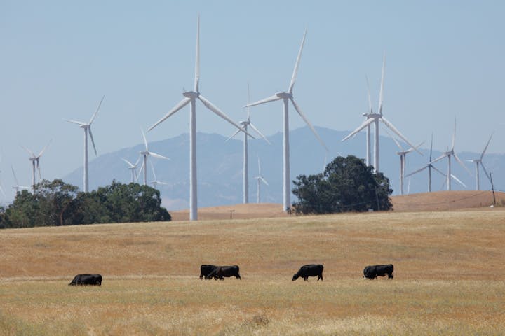 A field with cows and wind turbines in the background.