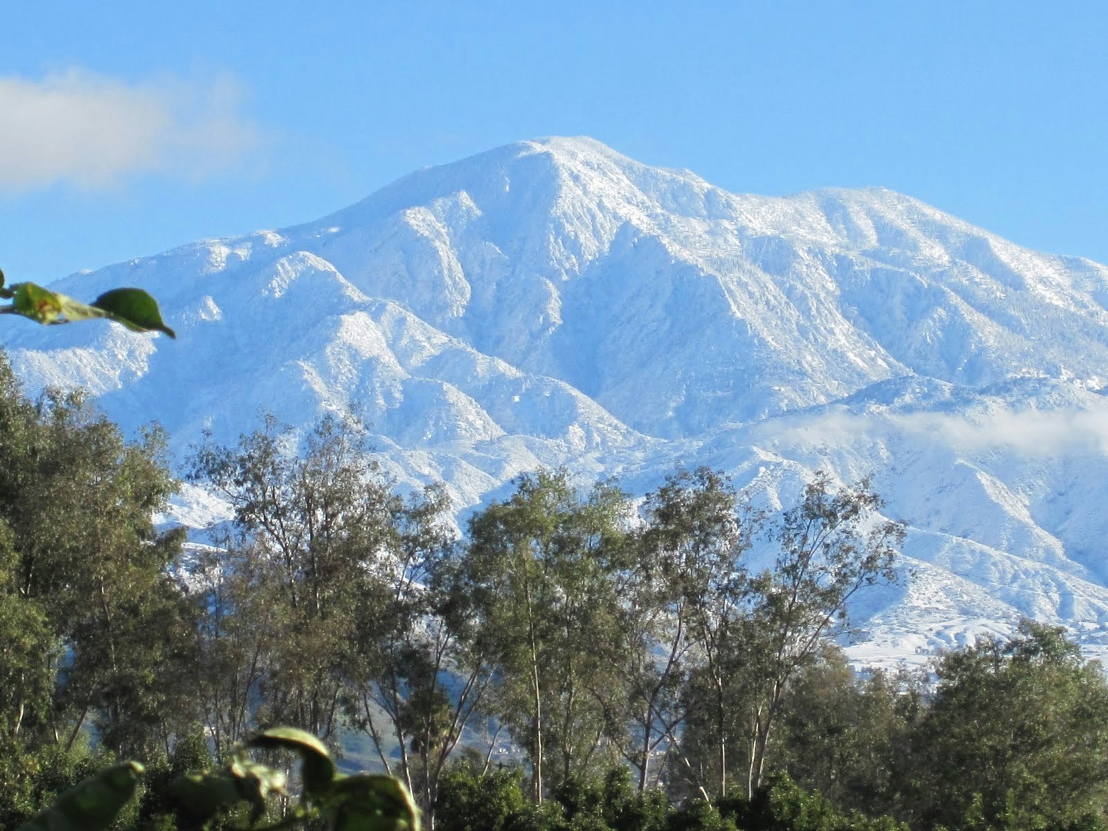 A snow-capped mountain peaks through greenery under a bright blue sky, showcasing a serene winter landscape.