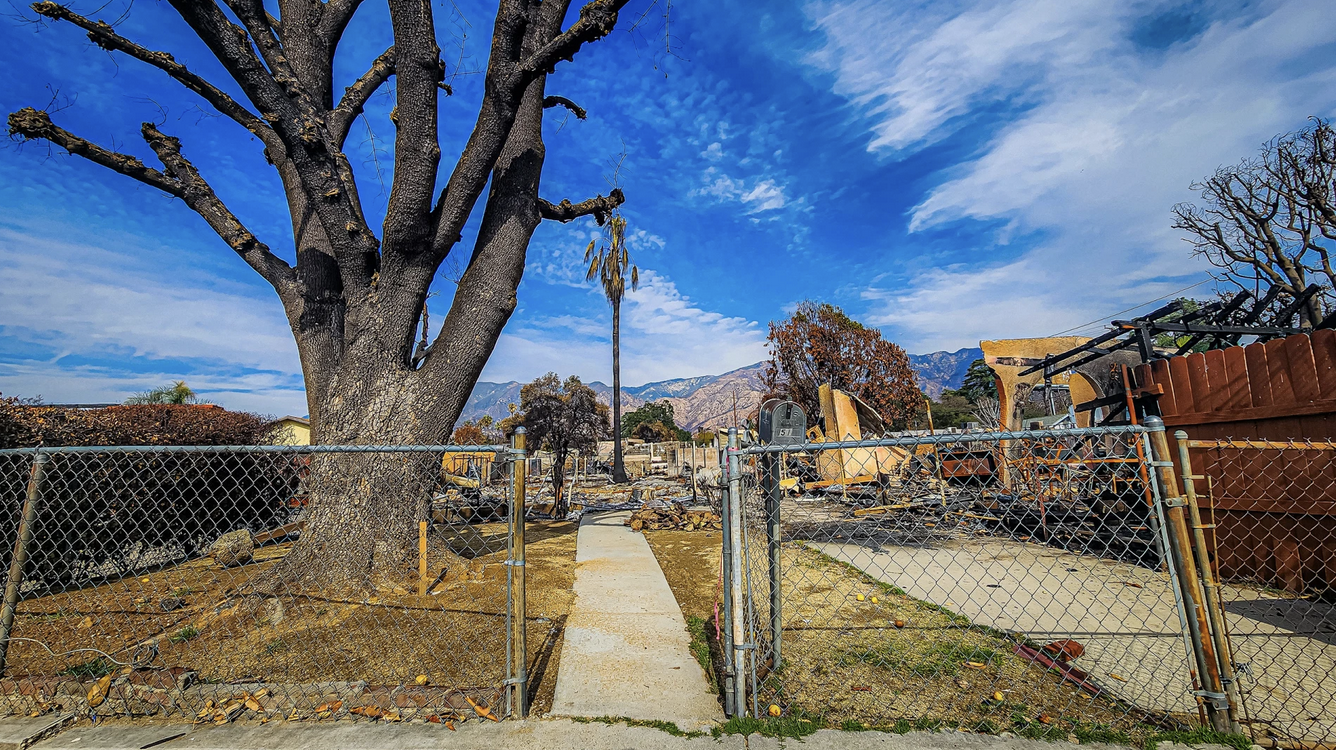 Large tree in front of a burned house, surrounded by a chain-link fence under a clear blue sky.
