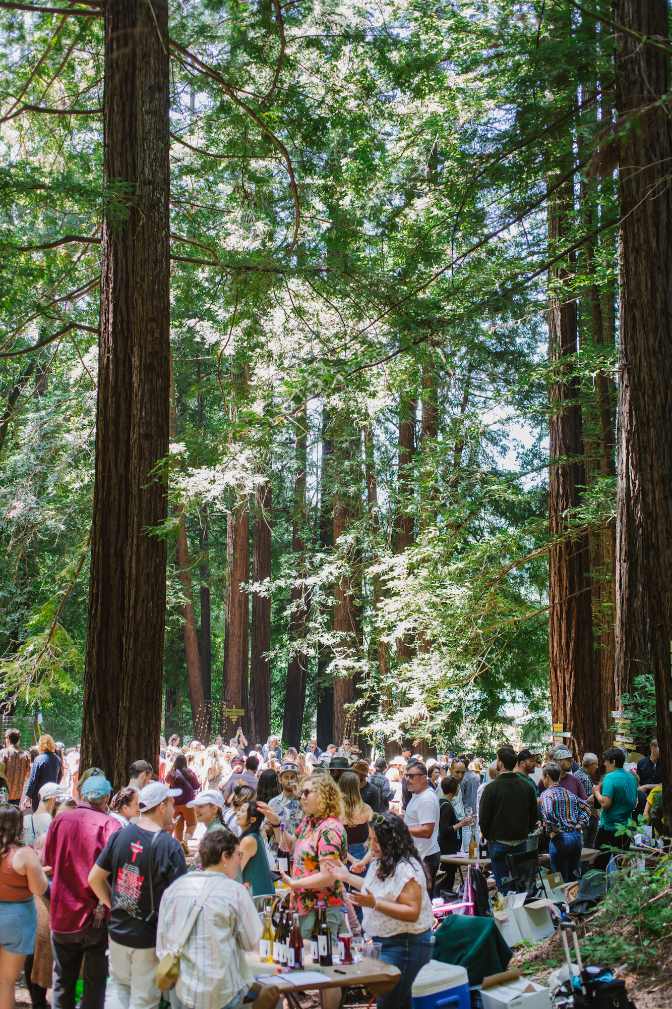 May contain: plant, tree, grove, land, nature, outdoors, vegetation, woodland, accessories, bag, handbag, person, redwood, box, glasses, clothing, and hat