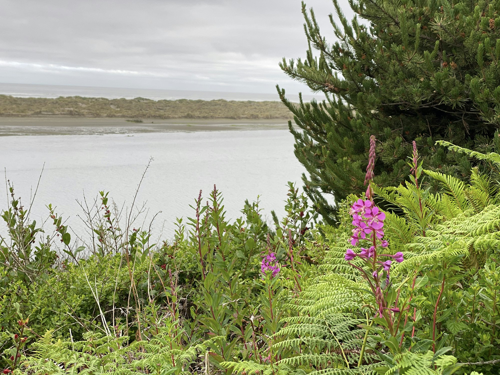 May contain riverbank, plants, clouds