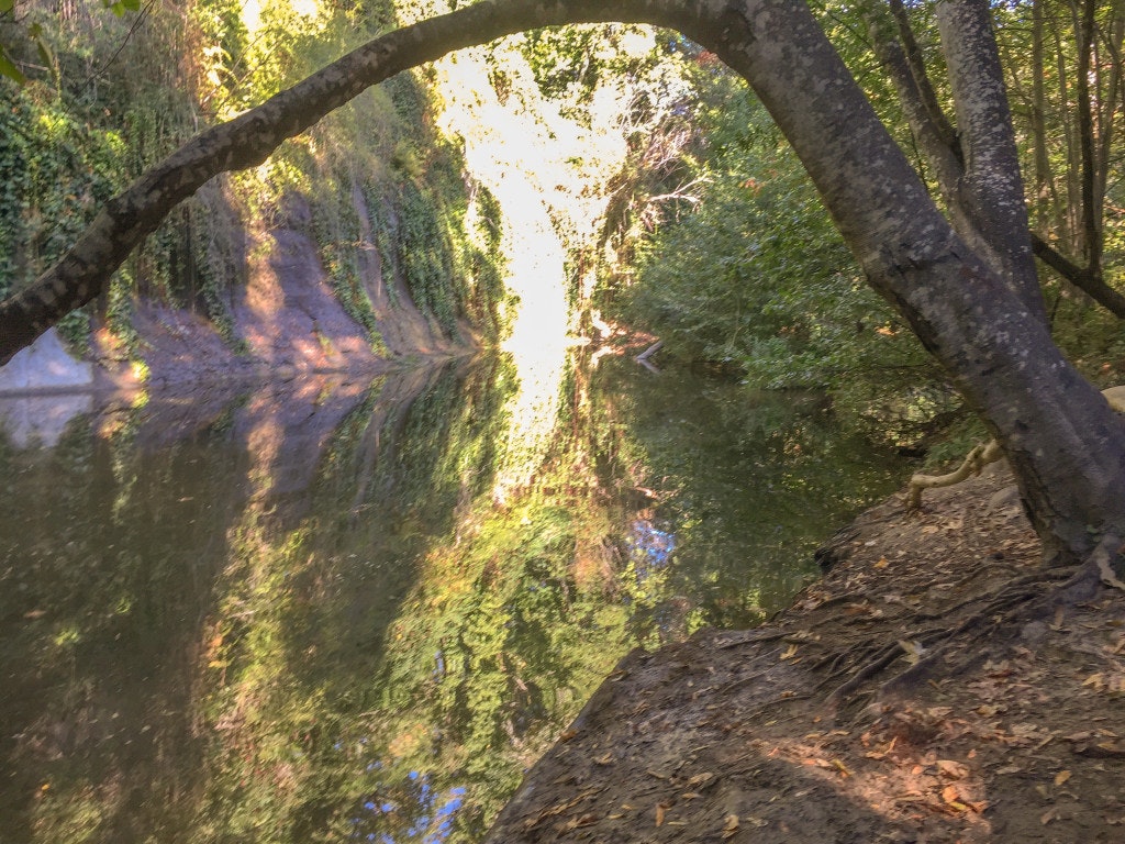 May contain: tree, plant, tree trunk, land, outdoors, nature, vegetation, creek, water, stream, wilderness, woodland, and scenery