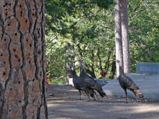 May contain: bird, animal, plant, and tree