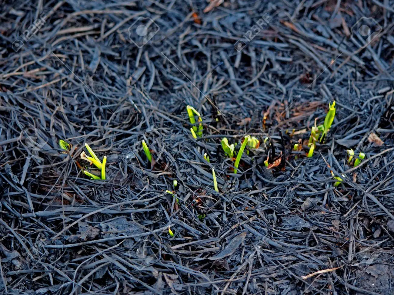 Green shoots emerging from charred ground, symbolizing regrowth after a fire.