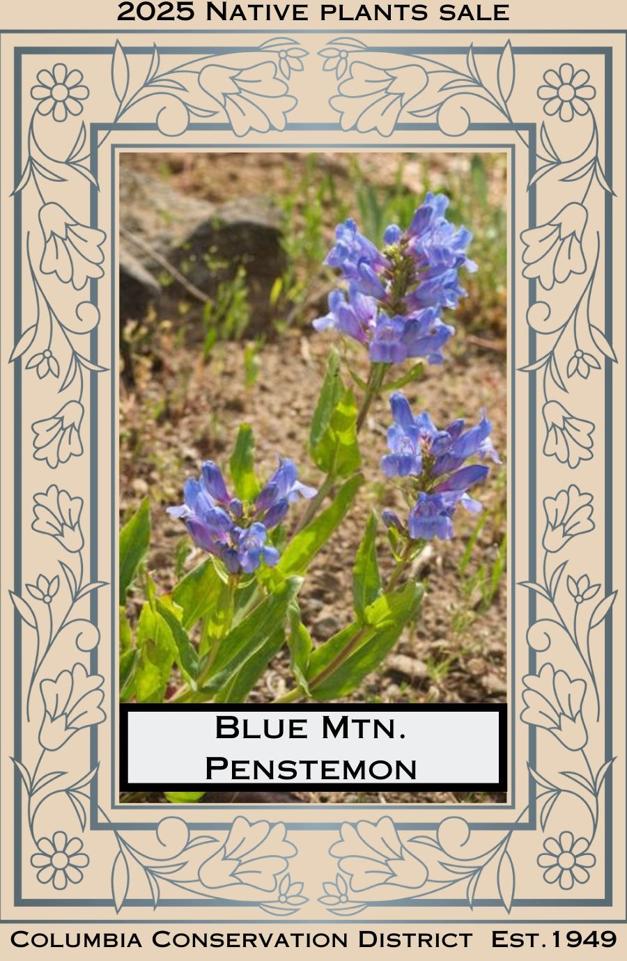 Blue Mountain Penstemon featured in a 2025 native plants sale flyer by the Columbia Conservation District.
