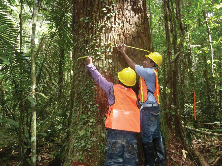 Two people measuring a tree trunk in a forest.
