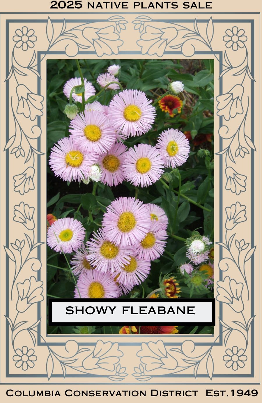 Showy Fleabane flowers displayed for a 2025 native plants sale by Columbia Conservation District.