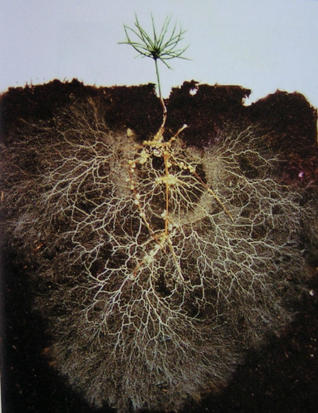 A plant with visible roots spread out in soil.