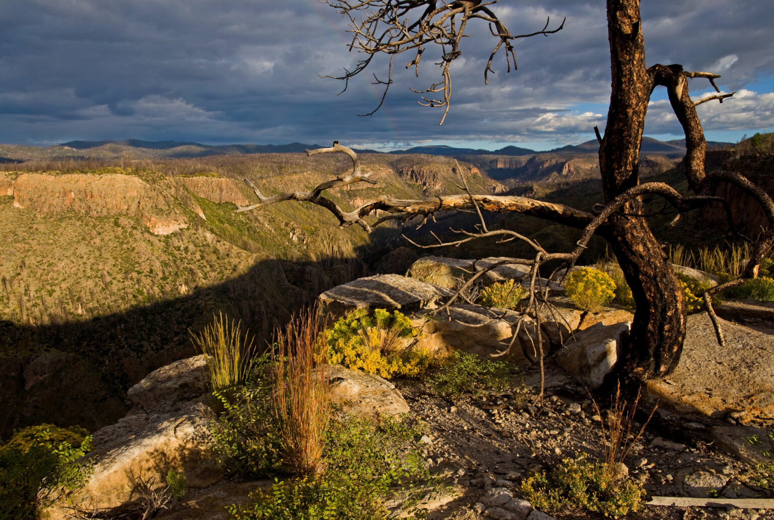 Rugged canyon landscape with a sunlit view through gnarled, dead trees.