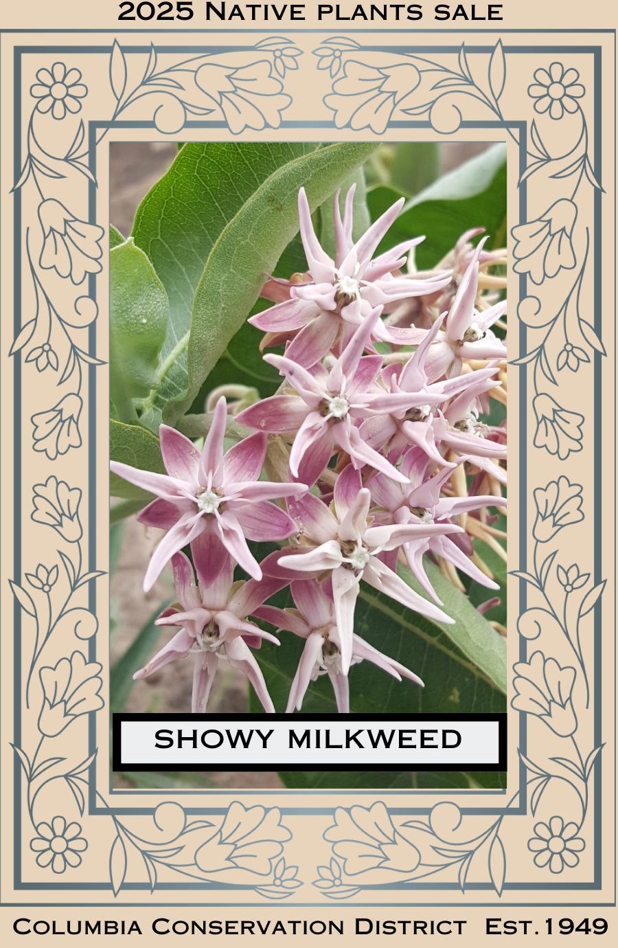 Showy Milkweed flower featured in the 2025 Native Plants Sale by Columbia Conservation District.