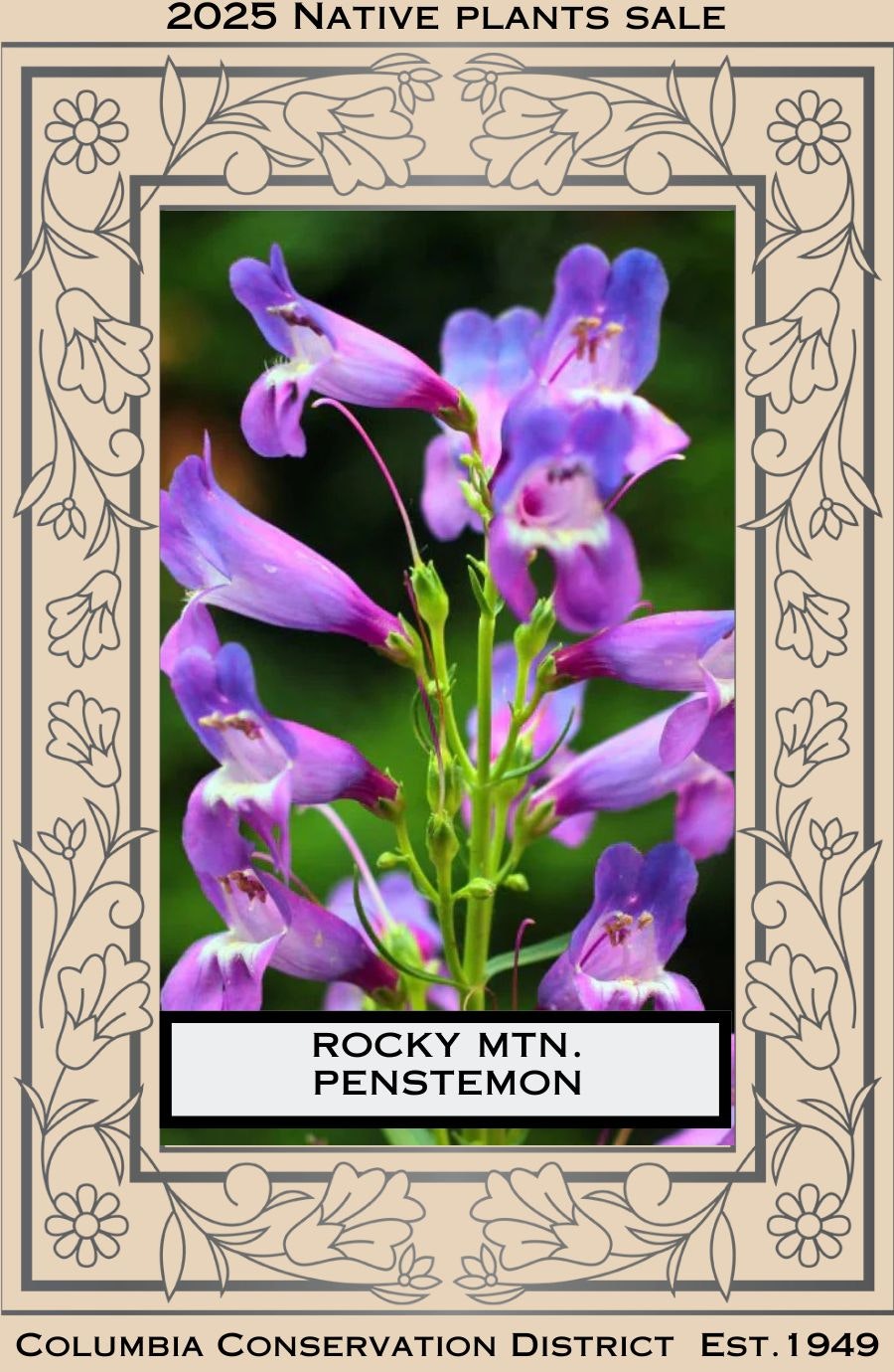 Purple Rocky Mountain Penstemon flowers, 2025 Native Plants Sale by Columbia Conservation District.