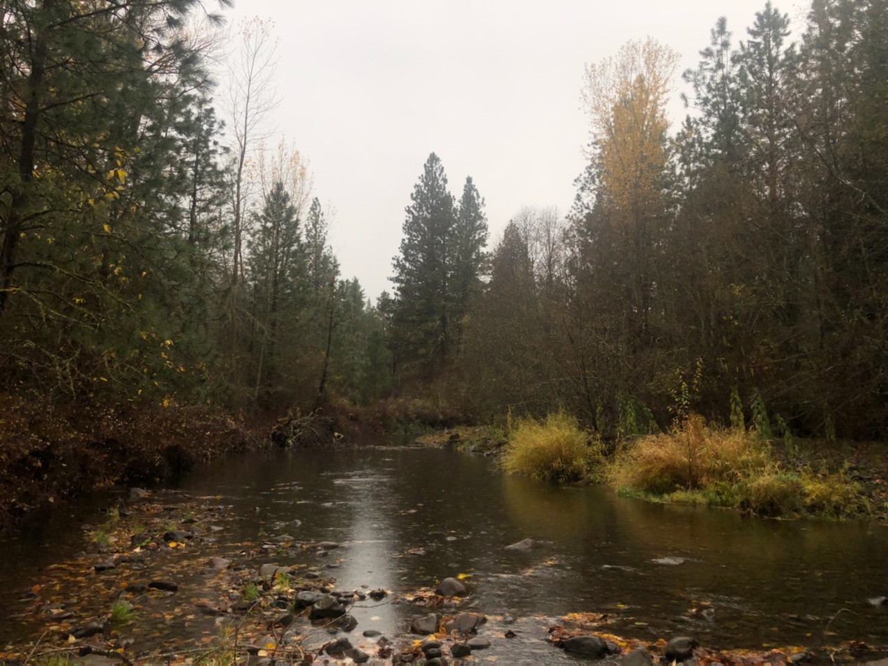 A tranquil river with rocks and surrounded by trees, possibly in autumn.