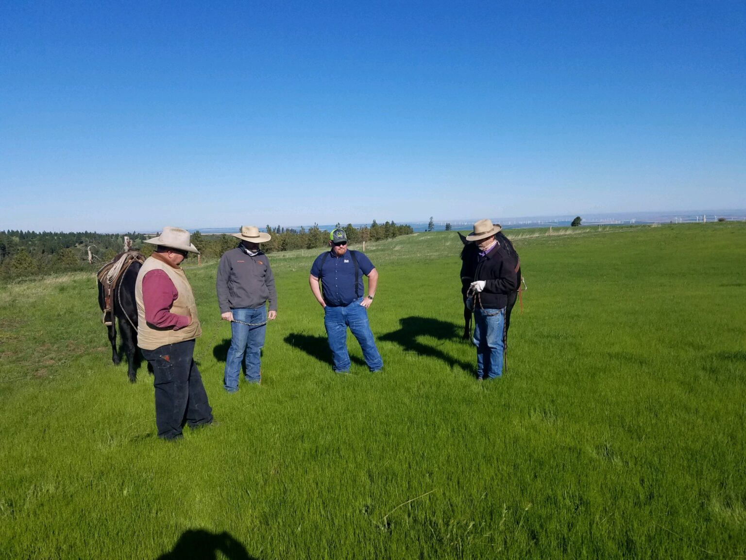 Four people in a grassy field with a horse, clear skies, and trees in the distance.
